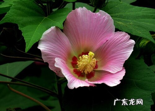 芙蓉什么时候开花 花期多长时间
