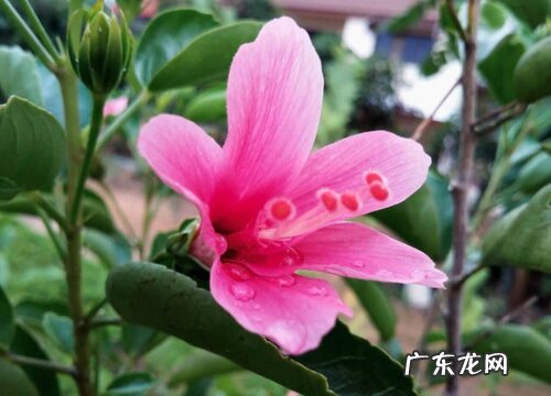 芙蓉什么时候开花 花期多长时间