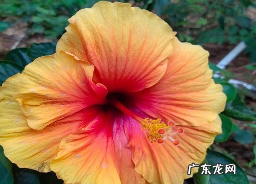 芙蓉什么时候开花 花期多长时间