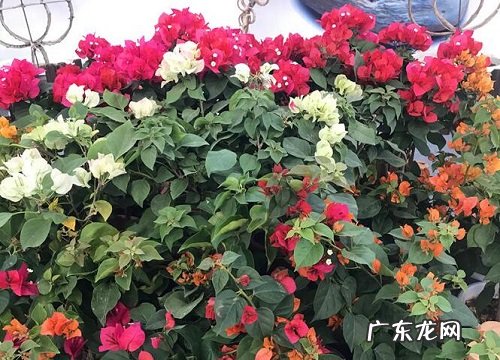 惠州的市花是什么花 三角梅的象征意义