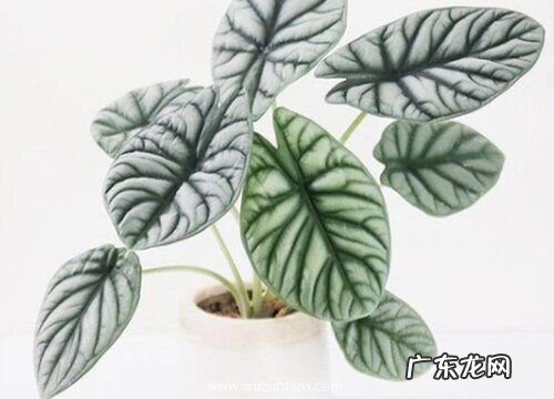 海芋怎么繁殖方法和注意事项