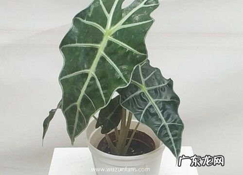 海芋怎么繁殖方法和注意事项