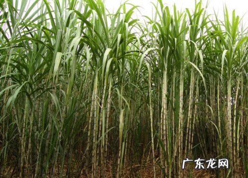 甘蔗的种植方法和时间