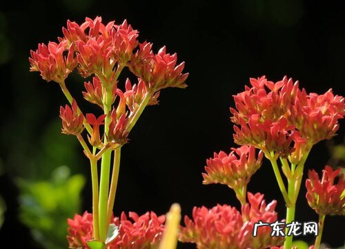 长寿花什么季节开花 花期是几月份