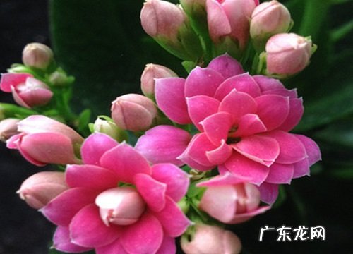 长寿花什么季节开花 花期是几月份