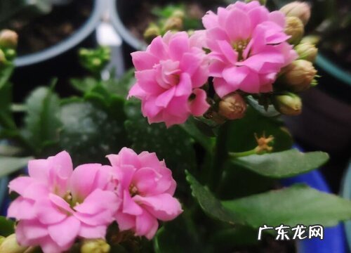 长寿花什么季节开花 花期是几月份