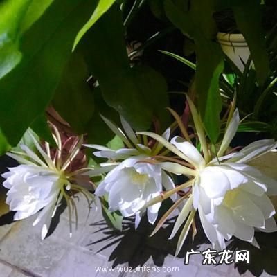 昙花什么季节开花 开花多长时间