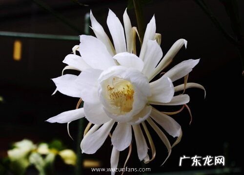 昙花什么季节开花 开花多长时间