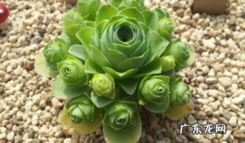 山地玫瑰浇水时间和正确方法