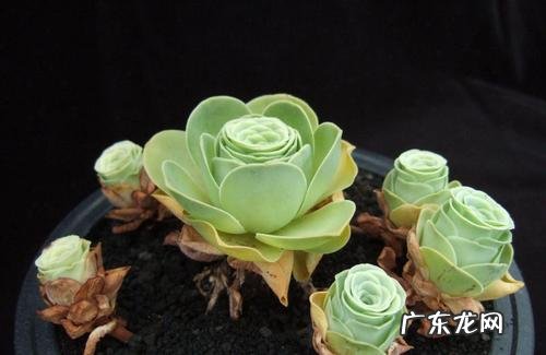 山地玫瑰浇水时间和正确方法