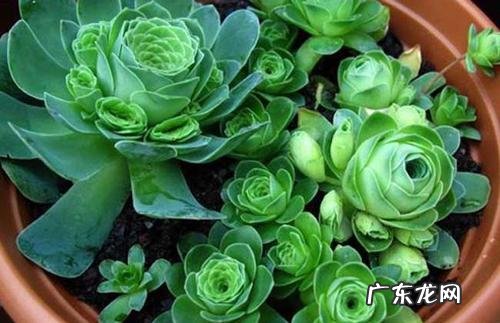 山地玫瑰浇水时间和正确方法