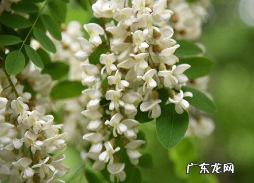 槐花什么季节开花 花期在什么月份