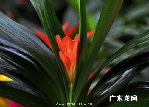 君子兰花什么季节开花 一般几月份开花正常