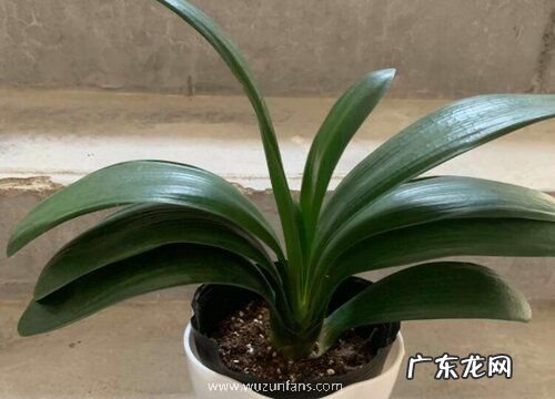 君子兰花什么季节开花 一般几月份开花正常