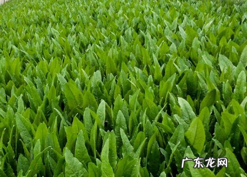 油麦种植时间和方法 种植技术与管理方法