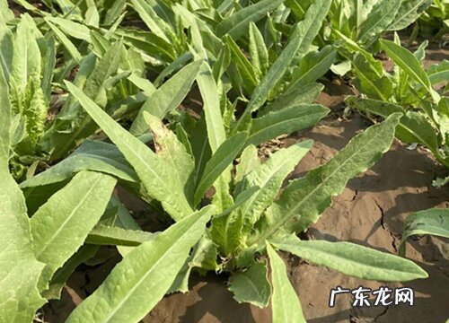 油麦种植时间和方法 种植技术与管理方法