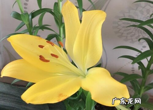 百合什么季节开花 开花时间是几月份