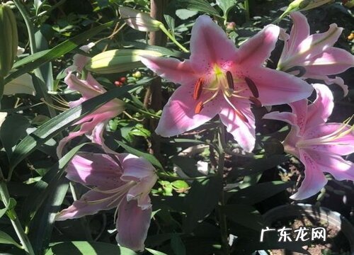 百合什么季节开花 开花时间是几月份