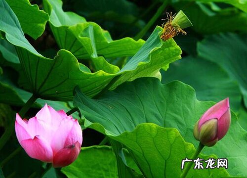 睡莲什么时候开花 开花的花语与寓意