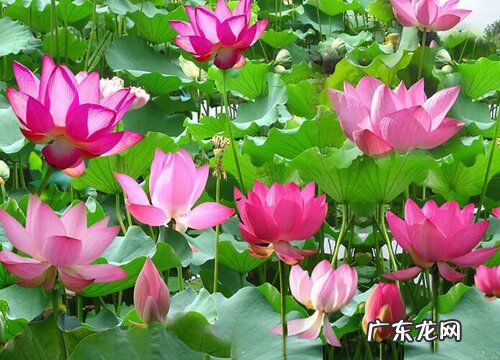 睡莲什么时候开花 开花的花语与寓意