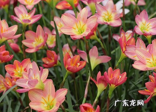 葱兰是乔木还是灌木植物