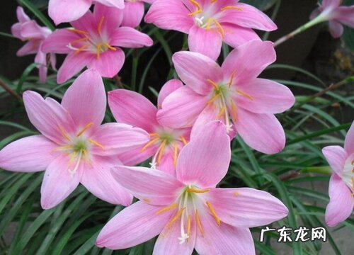 葱兰是乔木还是灌木植物