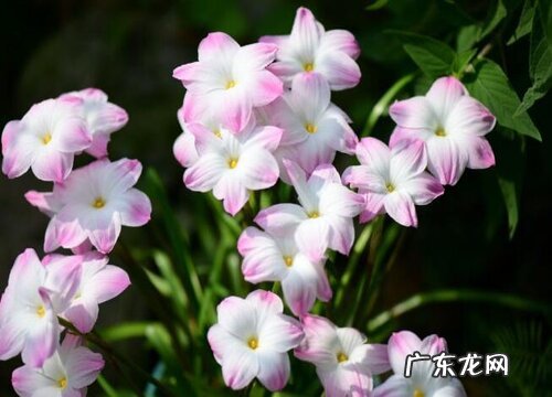 葱兰是乔木还是灌木植物