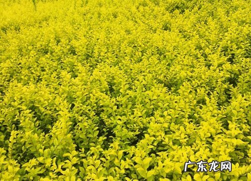 卫矛是是乔木还是灌木植物