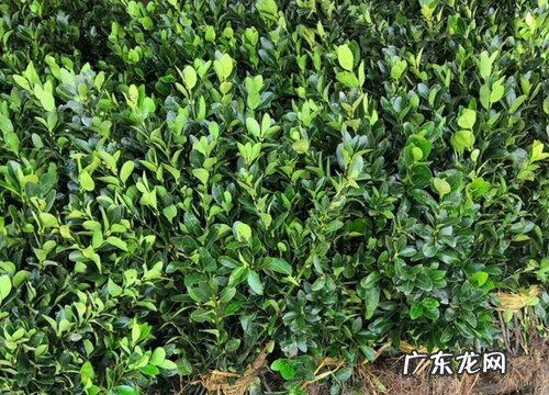 卫矛是是乔木还是灌木植物