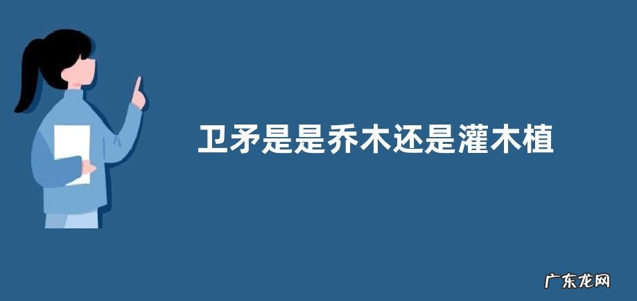 卫矛是是乔木还是灌木植物