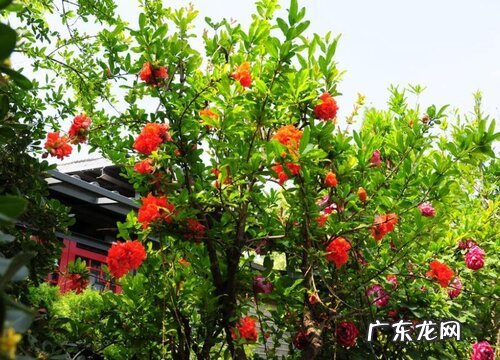 花石榴是乔木还是灌木植物