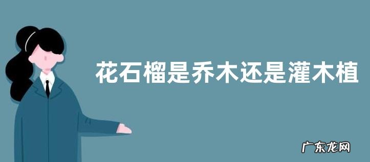 花石榴是乔木还是灌木植物