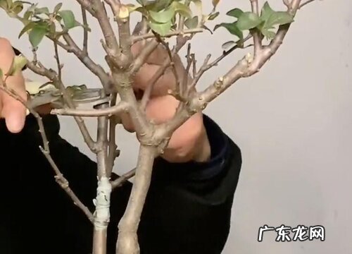 海棠树什么时候剪枝合适