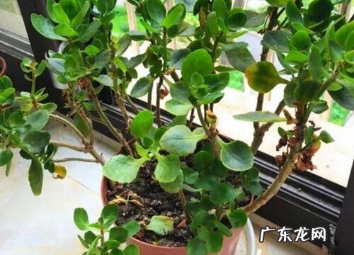 天竺葵的养殖方法和注意事项有哪些