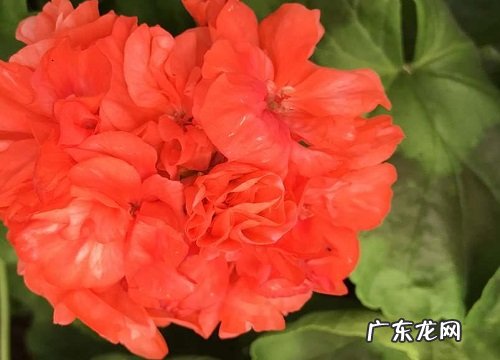 天竺葵的养殖方法和注意事项有哪些