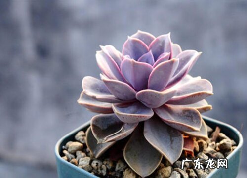 肉肉喜欢阳光吗