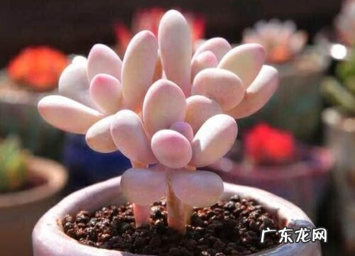 肉肉喜欢阳光吗