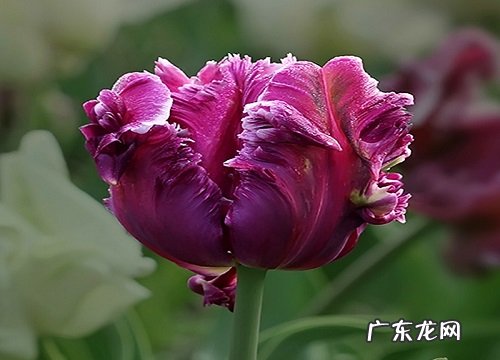郁金香什么季节开花 一年开几次花