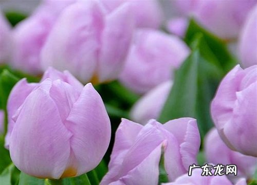 郁金香什么季节开花 一年开几次花