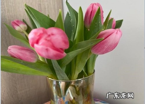 郁金香什么季节开花 一年开几次花