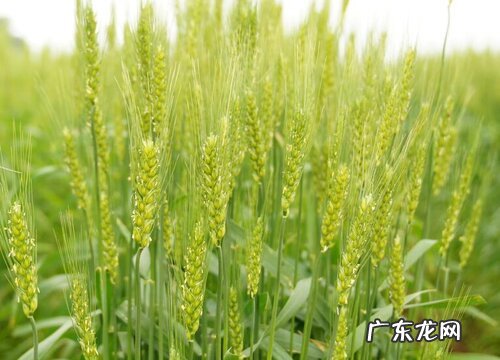 小麦施什么肥最好