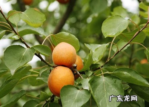 杏是什么植物