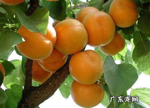杏是什么植物