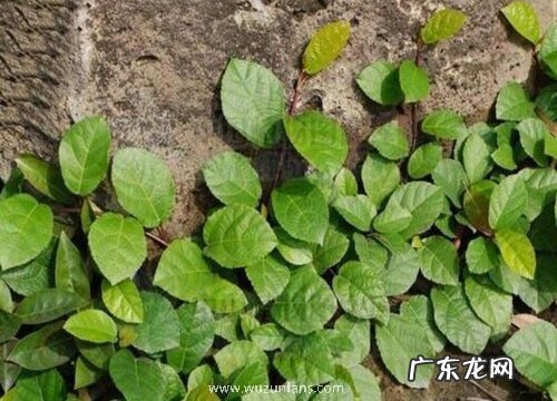 红薯打顶时间及方法步骤