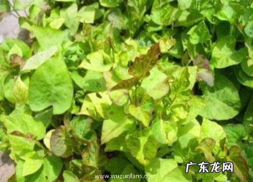 红薯打顶时间及方法步骤