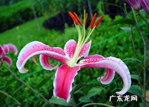百合花什么季节开花 在夏季和秋季开花