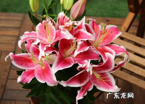 百合花什么季节开花 在夏季和秋季开花