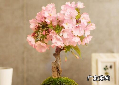 樱花什么季节开花 一般在春季开放