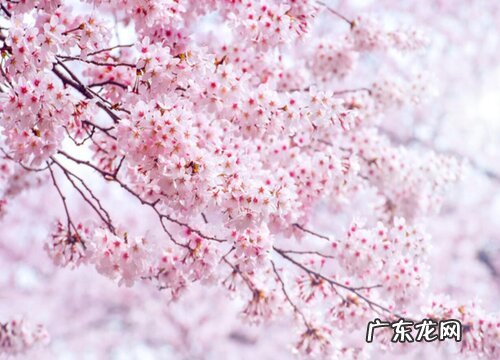 樱花什么季节开花 一般在春季开放