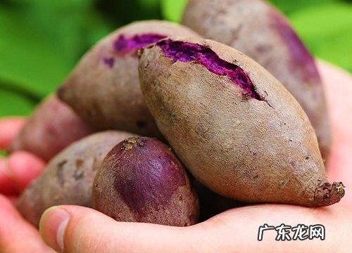 紫薯什么季节成熟收获 成熟季节是几月份